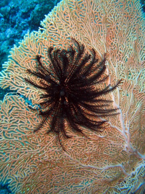 Diving around Bunaken island, Mandolin dive site. Sulawesi,  Indonesia.