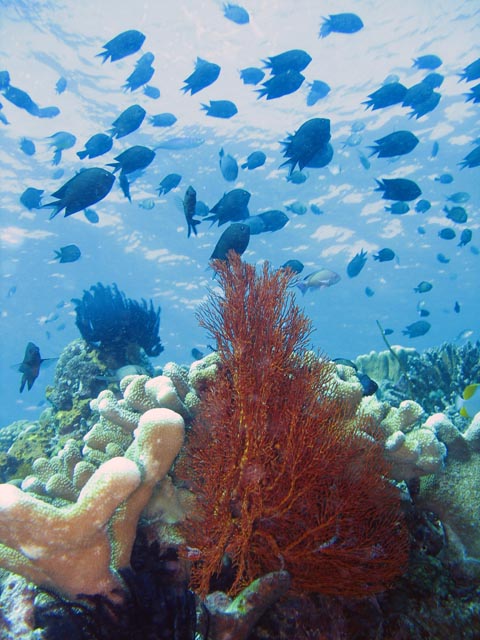 Diving around Bunaken island, Mandolin dive site. Sulawesi,  Indonesia.