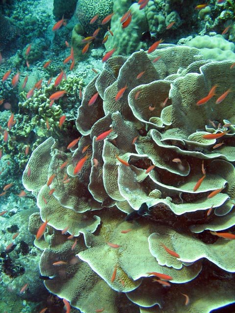 Diving around Bunaken island, Mandolin dive site. Sulawesi,  Indonesia.