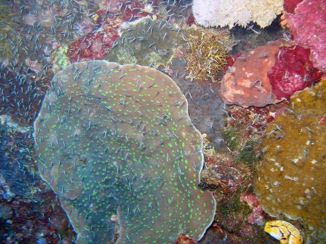 Diving around Bunaken island, Alban dive site. Sulawesi,  Indonesia.