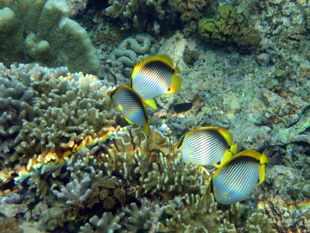 Spotfin Butterflyfish. Diving around Bunaken island, Alban dive site. Sulawesi,  Indonesia.