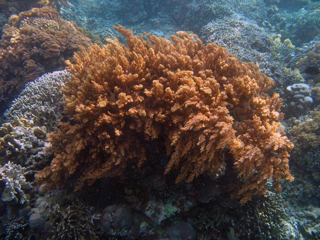 Diving around Bunaken island, Alban dive site. Sulawesi,  Indonesia.
