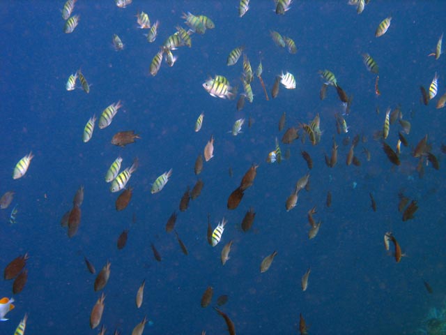 Diving around Bunaken island, Alban dive site. Sulawesi,  Indonesia.