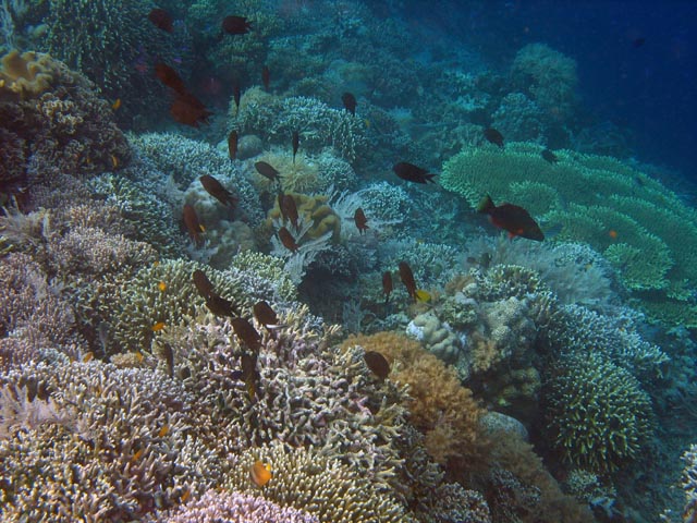 Diving around Bunaken island, Alban dive site. Sulawesi,  Indonesia.