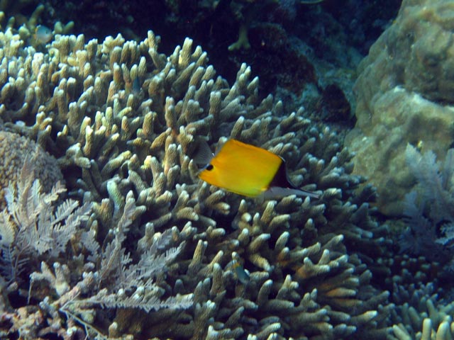 Long-nosed Butterfly Fish. Diving around Bunaken island, Alban dive site. Sulawesi,  Indonesia.