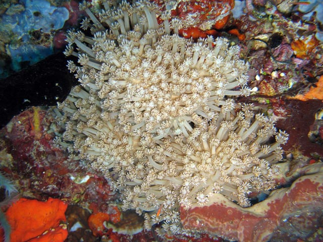Diving around Togian islands, Kadidiri, Taipee Wall dive site. Sulawesi,  Indonesia.