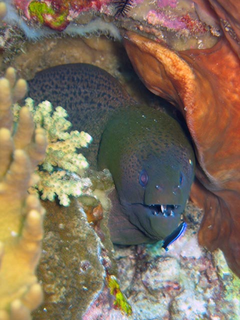 Giant moray eel (Gymnothorax javanicus). Diving around Togian islands, Kadidiri, Two Canyons dive site. Sulawesi,  Indonesia.