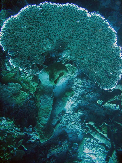 Diving around Togian islands, Una Una, Fishermania/Pinacle dive site. Sulawesi,  Indonesia.