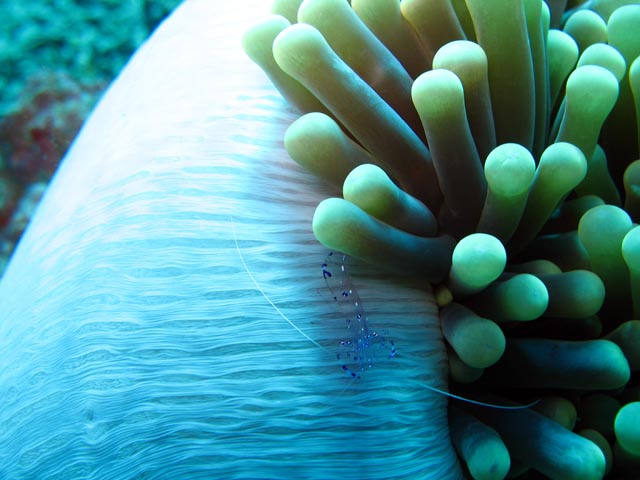 Anemone Cleaning Shrimp. Diving around Togian islands, Una Una, Fishermania/Pinnacle dive site. Sulawesi,  Indonesia.