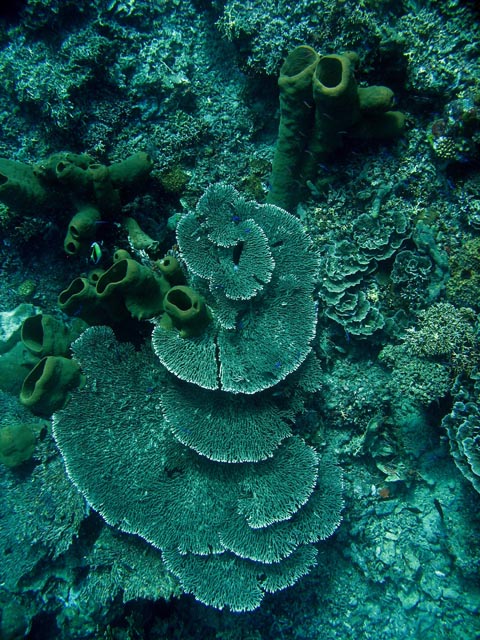 Diving around Togian islands, Una Una, Fishermania/Pinnacle dive site. Sulawesi,  Indonesia.