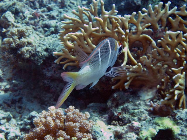 Diving around Togian islands, Una Una, Fishermania/Pinnacle dive site. Sulawesi,  Indonesia.