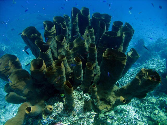 Diving around Togian islands, Una Una, Fishermania/Pinnacle dive site. Sulawesi,  Indonesia.