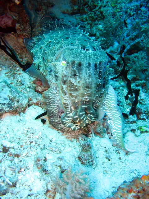 Squid. Diving around Togian islands, Kadidiri, Dominic Rock dive site. Sulawesi,  Indonesia.