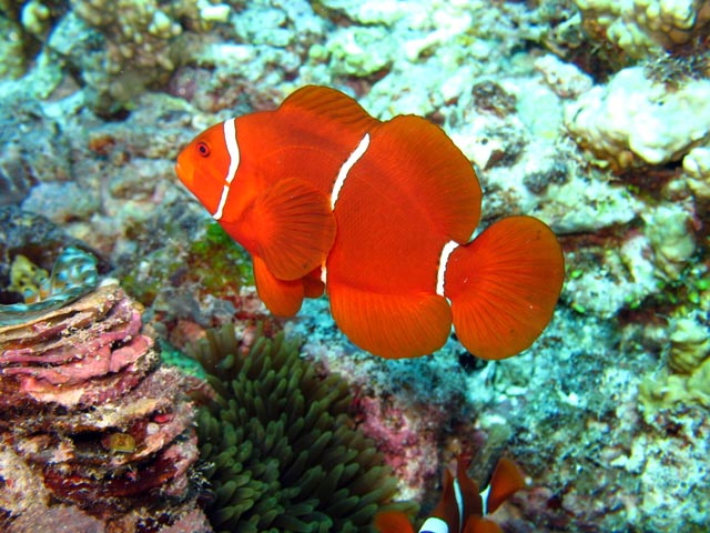 Clown Anemonefish. Diving around Togian islands, Kadidiri, Dominic Rock dive site. Sulawesi,  Indonesia.