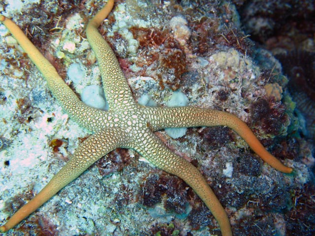 Diving around Togian islands, Kadidiri, Dominic Rock dive site. Sulawesi,  Indonesia.