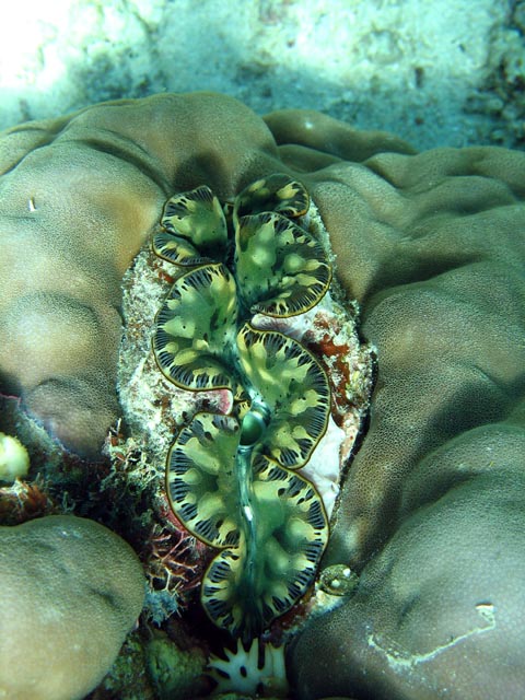 Giant Clam, Diving around Togian islands, Kadidiri, Dominic Rock dive site. Sulawesi,  Indonesia.
