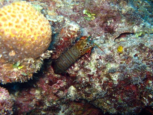 Diving around Togian islands, Kadidiri, Taipai island dive site. Sulawesi,  Indonesia.