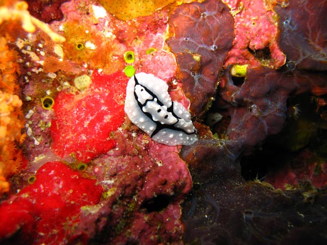 Nudibranch. Diving around Biak islands, Owi island dive site. Papua,  Indonesia.
