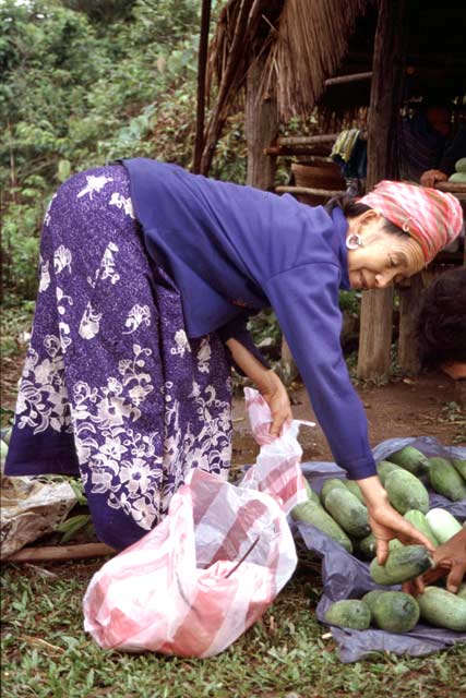 Cucumbers. Laos.