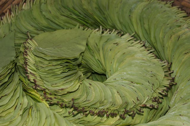 Leaves to chewing bethel nuts. Market at Nyaung U. Myanmar (Burma).