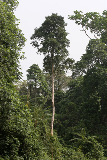 Lobe River. Cameroon.