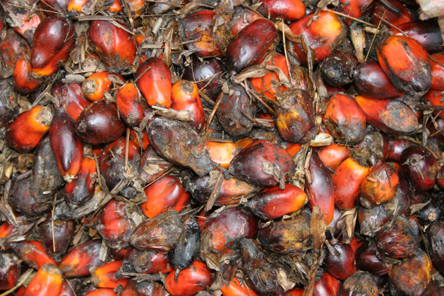 Palm oil pressing. Lobe River. Cameroon.