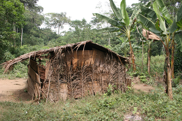 Pygmy village down to the Lobe River. The Pygmy people are forest dwellers, know the forest, its plants and its animals. They live by hunting animals such as antelopes, pigs and monkeys, fishing, and gathering honey, wild yams, berries and other plants. Cameroon.
