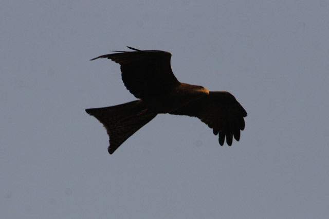 Bird of prey, Lobe River. Cameroon.