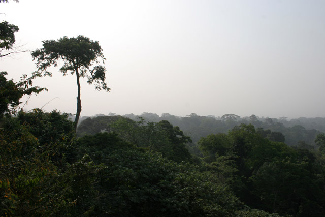 The Korup National Park is in western Cameroon against the Nigerian border. It has 1259 sq km of tropical rainforest known for its high biological diversity, including more than 50 species of large mammals. Cameroon.