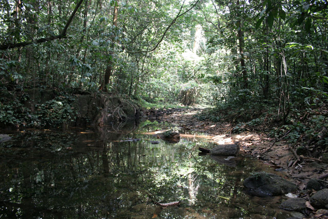 The Korup National Park is in western Cameroon against the Nigerian border. It has 1259 sq km of tropical rainforest known for its high biological diversity, including more than 50 species of large mammals. Cameroon.