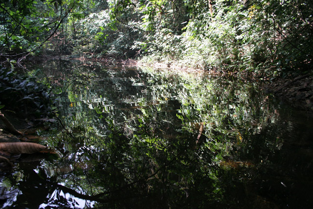 The Korup National Park is in western Cameroon against the Nigerian border. It has 1259 sq km of tropical rainforest known for its high biological diversity, including more than 50 species of large mammals. Cameroon.