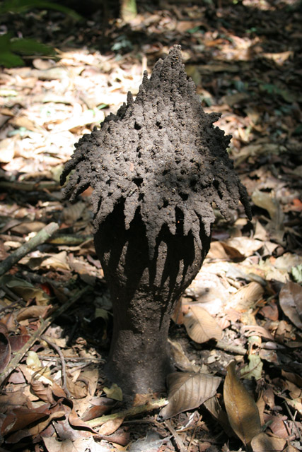 The Korup National Park is in western Cameroon against the Nigerian border. It has 1259 sq km of tropical rainforest known for its high biological diversity, including more than 50 species of large mammals. Cameroon.