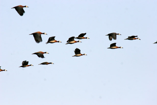 Lake Chad area. Cameroon.