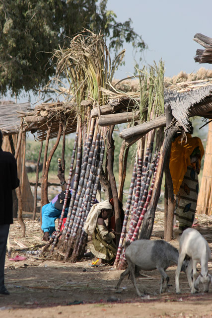 Kofia village at Lake Chad. Cameroon.