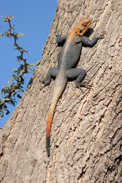Lizard. Mountain village Djingliya at Mandara Mountains. Cameroon.