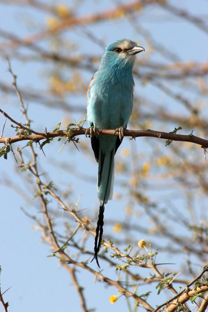Lilac-breasted Roller, Waza National Park. Cameroon.