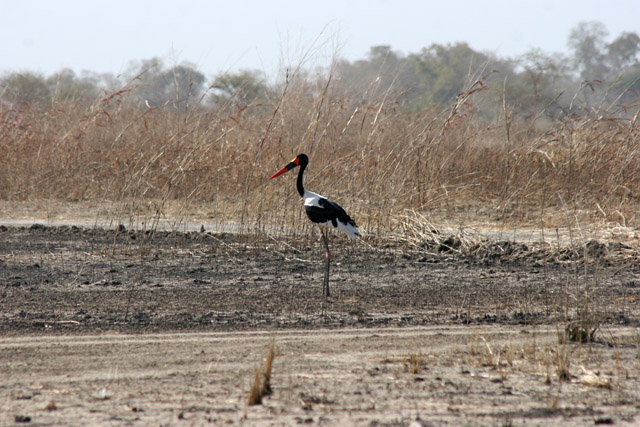 Saddle-billed stork, Waza National Park. Cameroon.