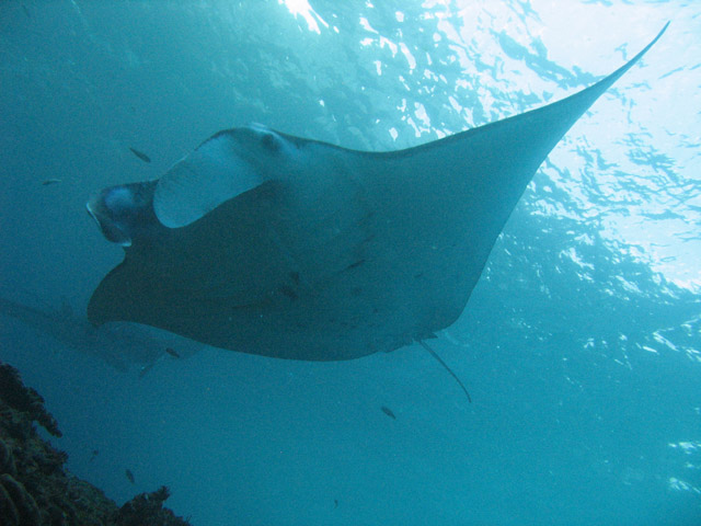 Manta Rey (Manta birostris) at Manta Point dive site near Nusa Penida island. Bali,  Indonesia.