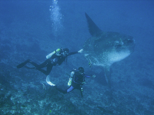 Ocean Sunfish (Mola Mola) at Crystal Bay dive site near Nusa Penida island. Bali,  Indonesia.