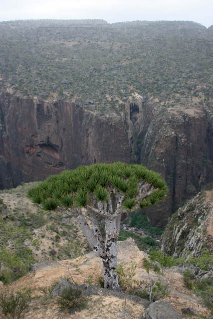 Endemic tree Dragon's blood (Dracaena cinnabari) at Dixam Plateau. Socotra (Suqutra) island. Yemen.