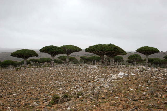 Endemic trees Dragon's blood (Dracaena cinnabari) at Dixam Plateau. Socotra (Suqutra) island. Yemen.