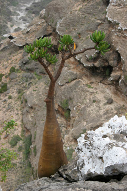 Socotran Desert Rose (Adenium obesum sokotranum). Dixam Plateau. Socotra (Suqutra) island. Yemen.