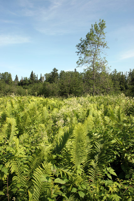 Goosberry Falls, North Shore, Minnesota. United States of America.