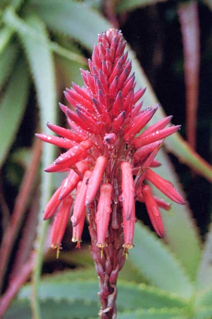 Kirstenbosch Botanic Gardens, Cape Town. South Africa.