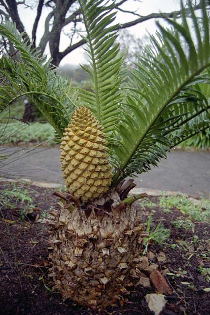 Kirstenbosch Botanic Gardens, Cape Town. South Africa.