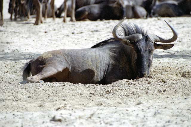 Blue wildebeest, Kalahari Gemsbok National Park. South Africa.