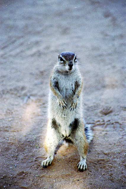 Cape ground squirrel, Kalahari Gemsbok National Park. South Africa.