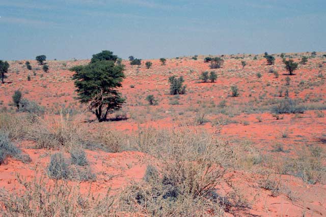 Kalahari Gemsbok National Park. South Africa.