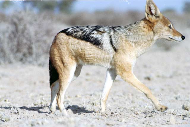 Black-backed jackal, Kalahari Gemsbok National Park. South Africa.