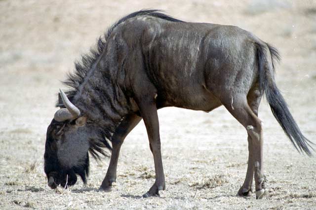 Blue wildebeest, Kalahari Gemsbok National Park. South Africa.